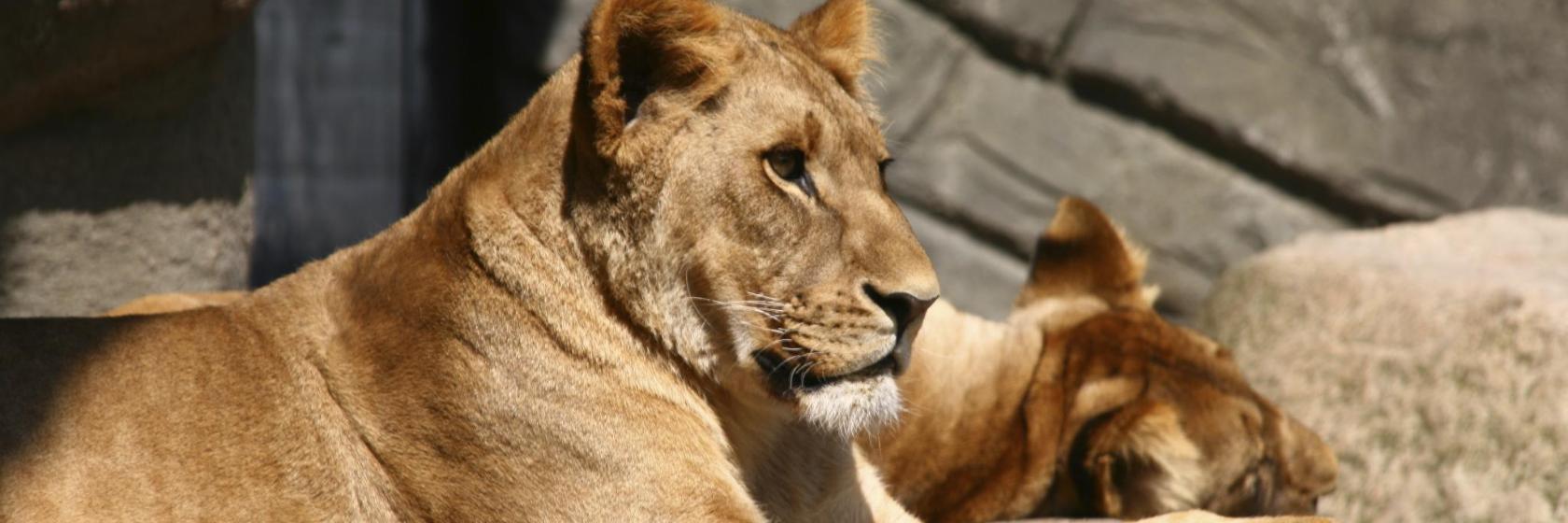 Hagenbeck dyrepark